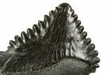 Bizarre Shark (Edestus) Jaw Section with Tooth - Carboniferous #312515-2